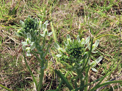 Albuca longifolia