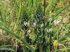 Albuca longifolia