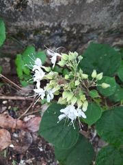 Clerodendrum thomsoniae
