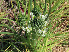 Albuca longifolia