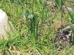 Albuca longifolia