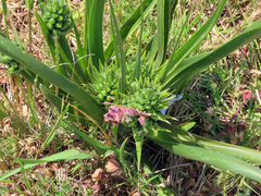 Albuca longifolia
