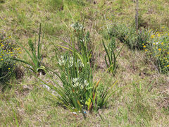 Albuca longifolia