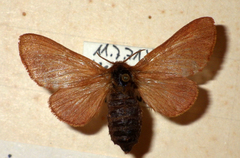 Malacosoma alpicolum