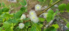 Mimosa ceratonia