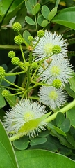 Mimosa ceratonia