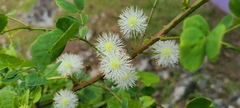 Mimosa ceratonia