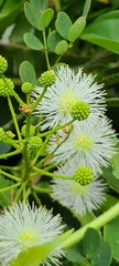 Mimosa ceratonia
