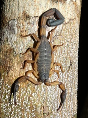 Centruroides bicolor