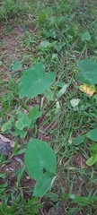 Colocasia esculenta