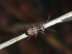 Cylindera discreta