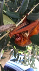 Lasiurus blossevillii