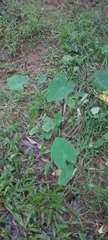 Colocasia esculenta
