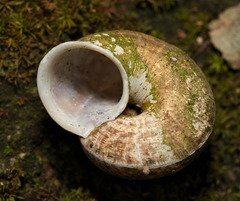 Cyclophorus punctatus