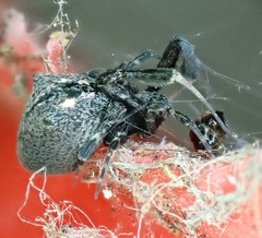 Uloborus barbipes