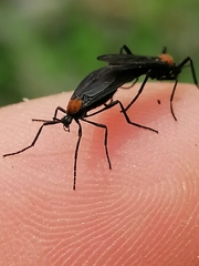 Plecia ruficollis