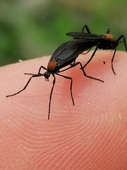 Plecia ruficollis