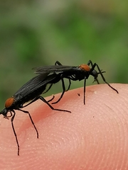 Plecia ruficollis