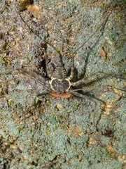 Phrynus operculatus