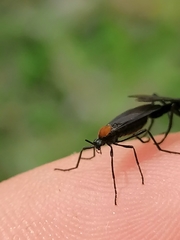 Plecia ruficollis