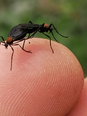 Plecia ruficollis