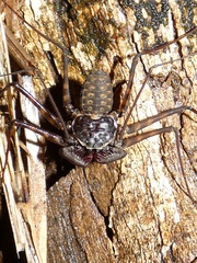 Phrynus operculatus