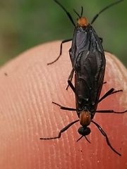 Plecia ruficollis