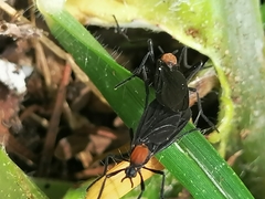 Plecia ruficollis