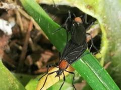 Plecia ruficollis