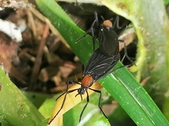 Plecia ruficollis