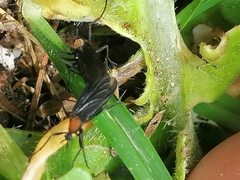 Plecia ruficollis