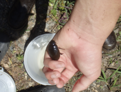 Hydrophilus acuminatus