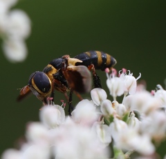 Trichopoda plumipes