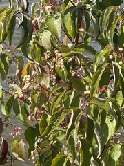 Cornus drummondii