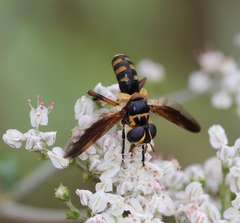 Trichopoda plumipes
