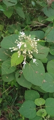 Clerodendrum infortunatum