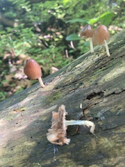 Fungi