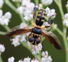 Trichopoda plumipes