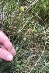 Carex serratodens