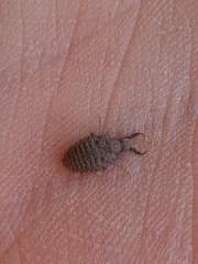 Myrmeleon formicarius