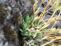 Cerastium vulcanicum