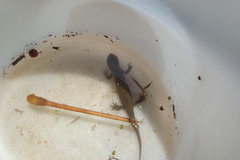 Cynops pyrrhogaster
