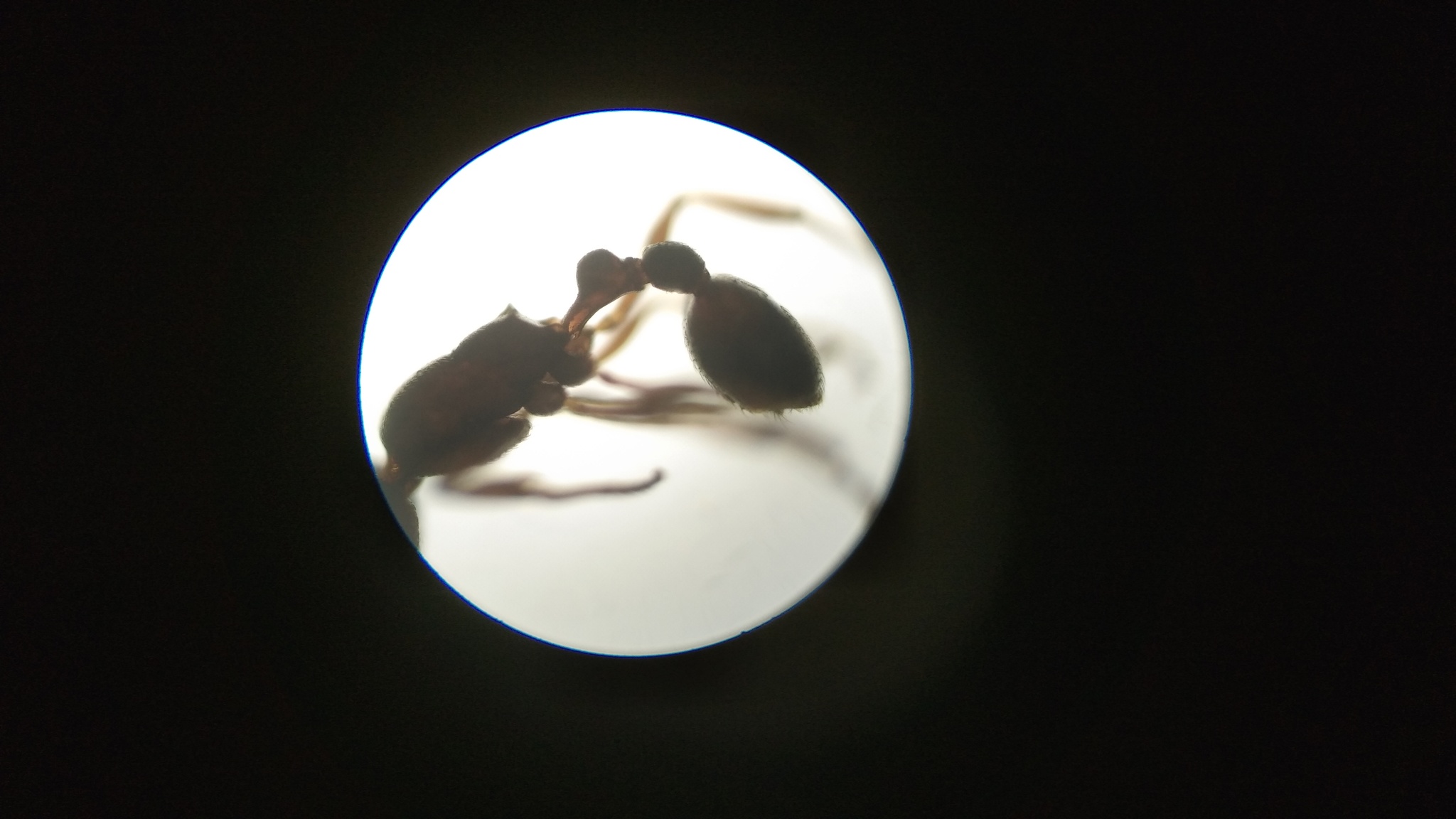 Cardiocondyla itsukii
