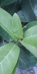 Ficus lutea
