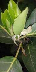 Ficus lutea
