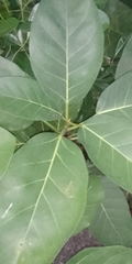 Ficus lutea