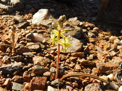 Albuca suaveolens