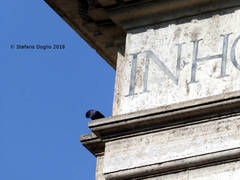 Columba livia domestica