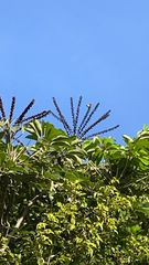Heptapleurum actinophyllum image