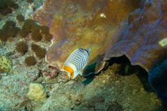 Chaetodon xanthurus